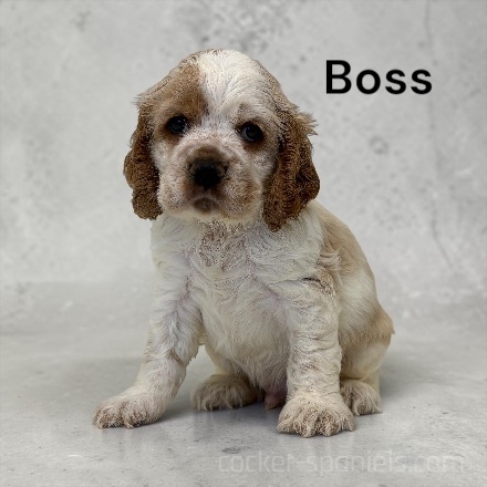 puppy, for, sale, Cocker Spaniel, Joe & Cherri  Overlease, dog, breeder, Miller, MO, dog-breeder, puppy-for-sale, forsale, nearby, find, puppyfind, locator, puppylocator, aca